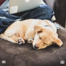 Give your pup extra cuddles today to celebrate #NationalPuppyDay! We want to remind you that we have a home for all your well-behaved furry friends! Instagram post from @dunsongroveapts on March 23, 2023 11:28:09am
