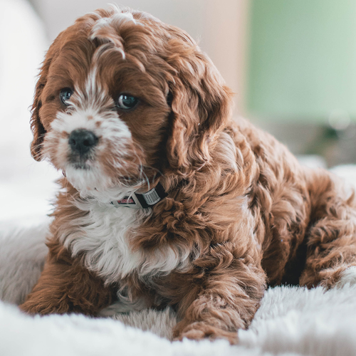 Cute puppy on a fluffy bed in a well-lit room